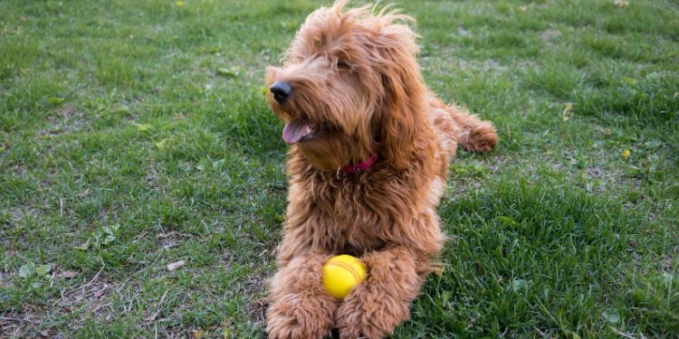 dog sitting in a park with a ball