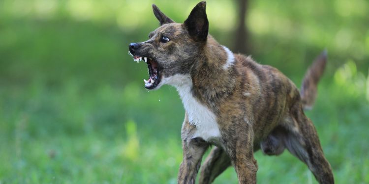 mean dog showing aggression