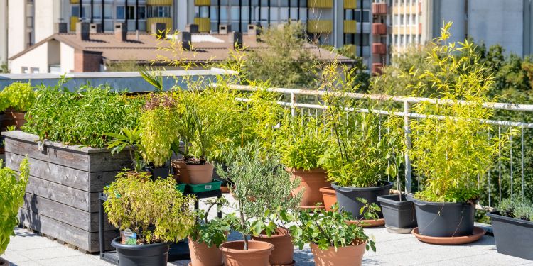 urban farm concept in a city